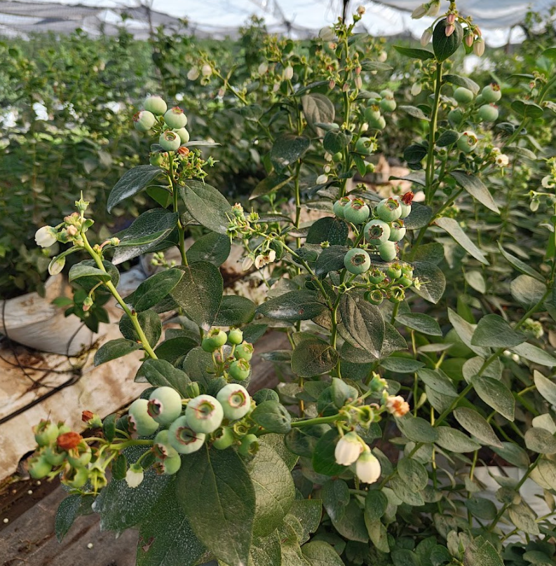Berries